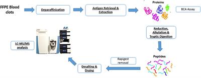 Potential Biomarkers of Acute Ischemic Stroke Etiology Revealed by Mass Spectrometry-Based Proteomic Characterization of Formalin-Fixed Paraffin-Embedded Blood Clots